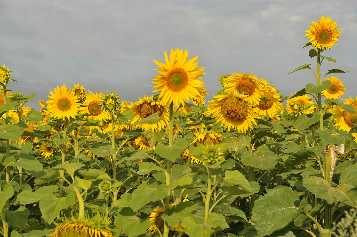 photo "***" tags: nature, field, summer, sun, sunflower, июль