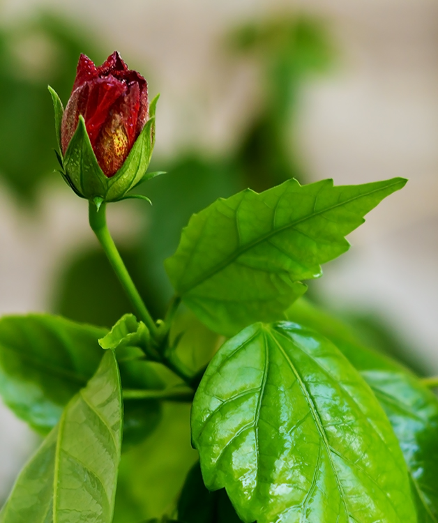 photo "***" tags: nature, macro and close-up, Ukraine, flowers, Запорожье