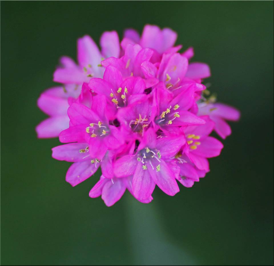 photo "Splash Of Pink" tags: nature, macro and close-up, 