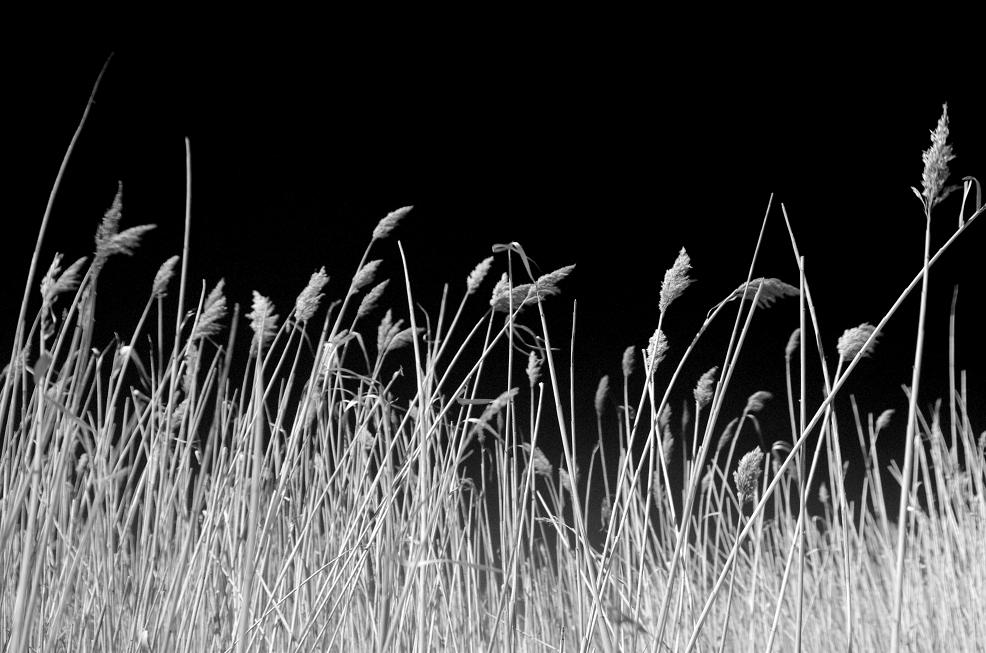 photo "***" tags: nature, black&white, 