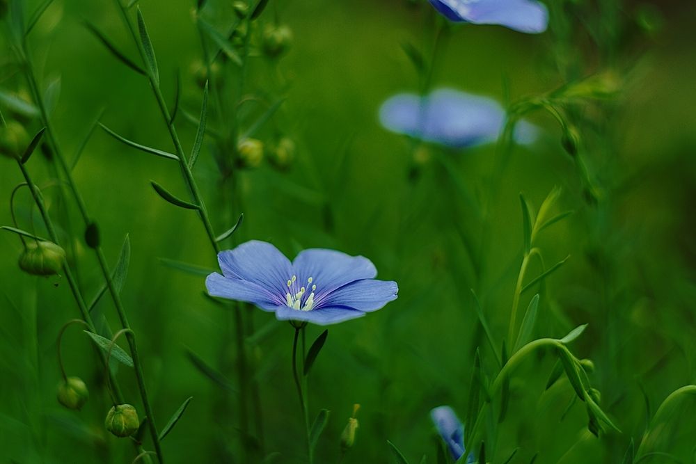 photo "***" tags: nature, 