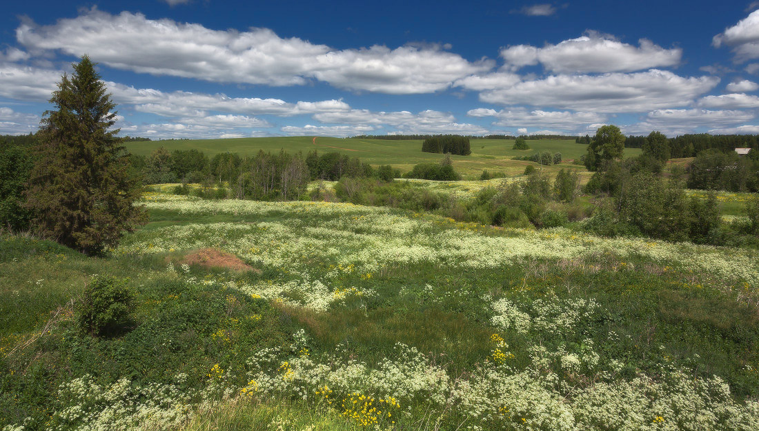 photo "***" tags: landscape, clouds, field, flowers, forest, grass, summer, деревья, склоны