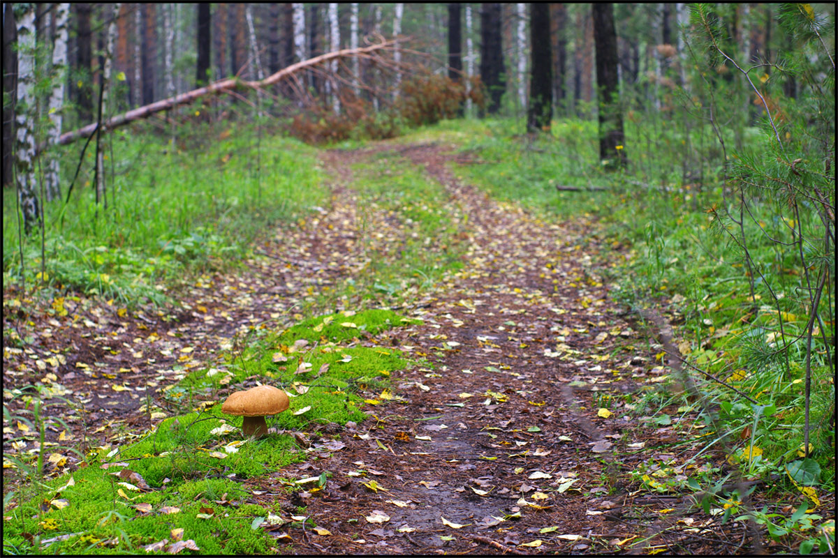 photo "Forest Road." tags: landscape, autumn, forest, summer