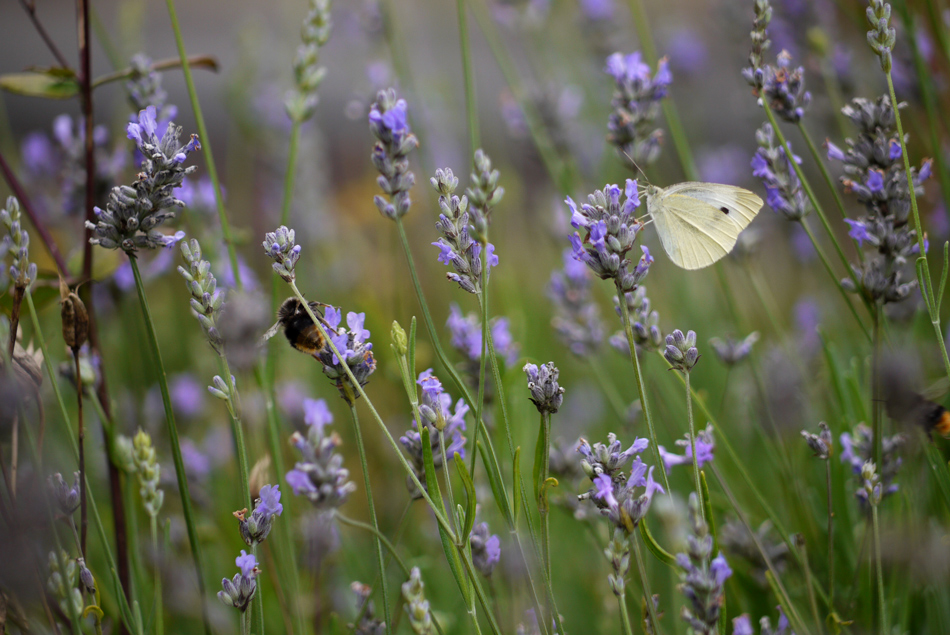 photo "***" tags: nature, 