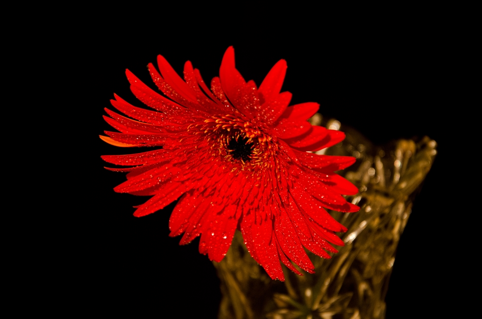 photo "***" tags: macro and close-up, flowers