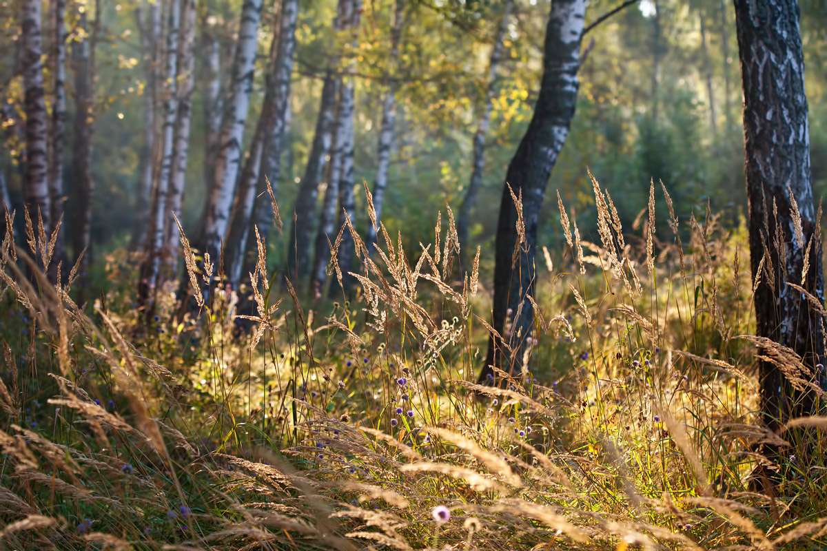 photo "***" tags: landscape, nature, forest, morning, sun