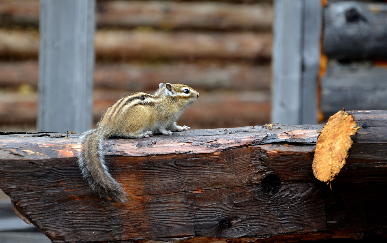 photo "***" tags: nature, Бурундук