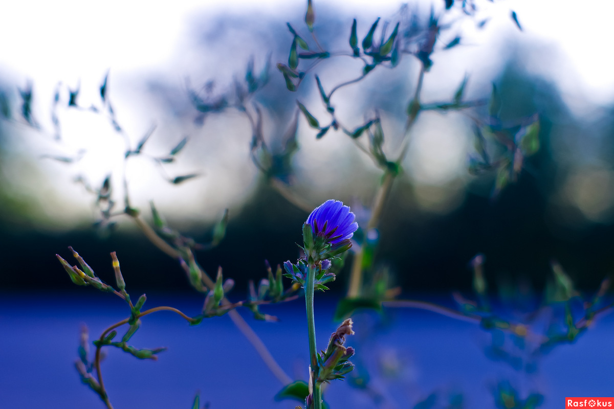 photo "***" tags: nature, 