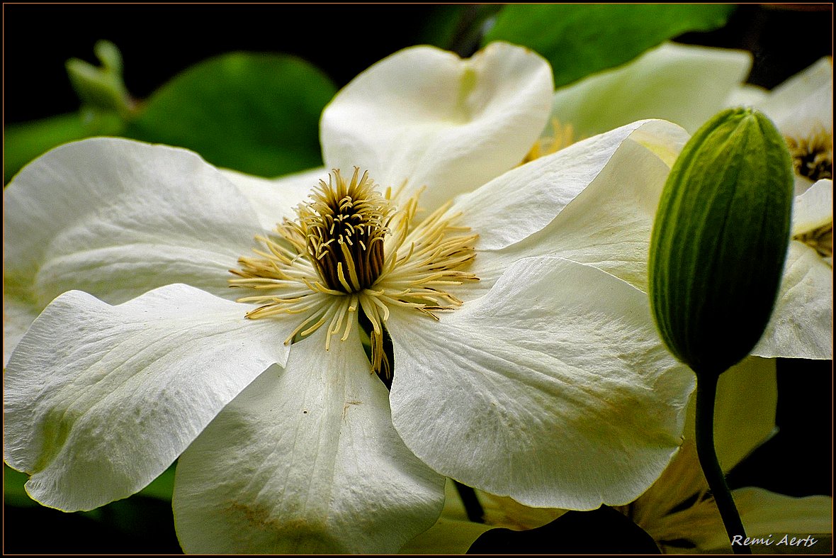 photo "***" tags: macro and close-up, nature, 