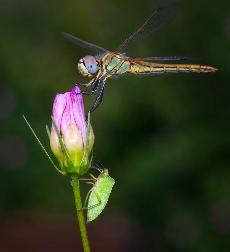 photo "***" tags: macro and close-up, 