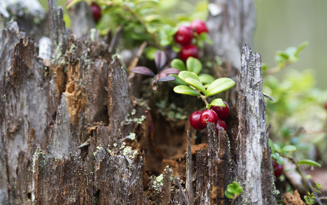 photo "***" tags: macro and close-up, 