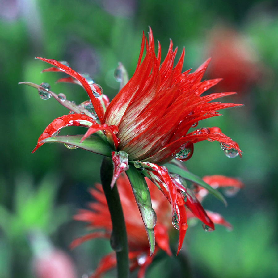 photo "***" tags: nature, Дождь красный цветок капли вес