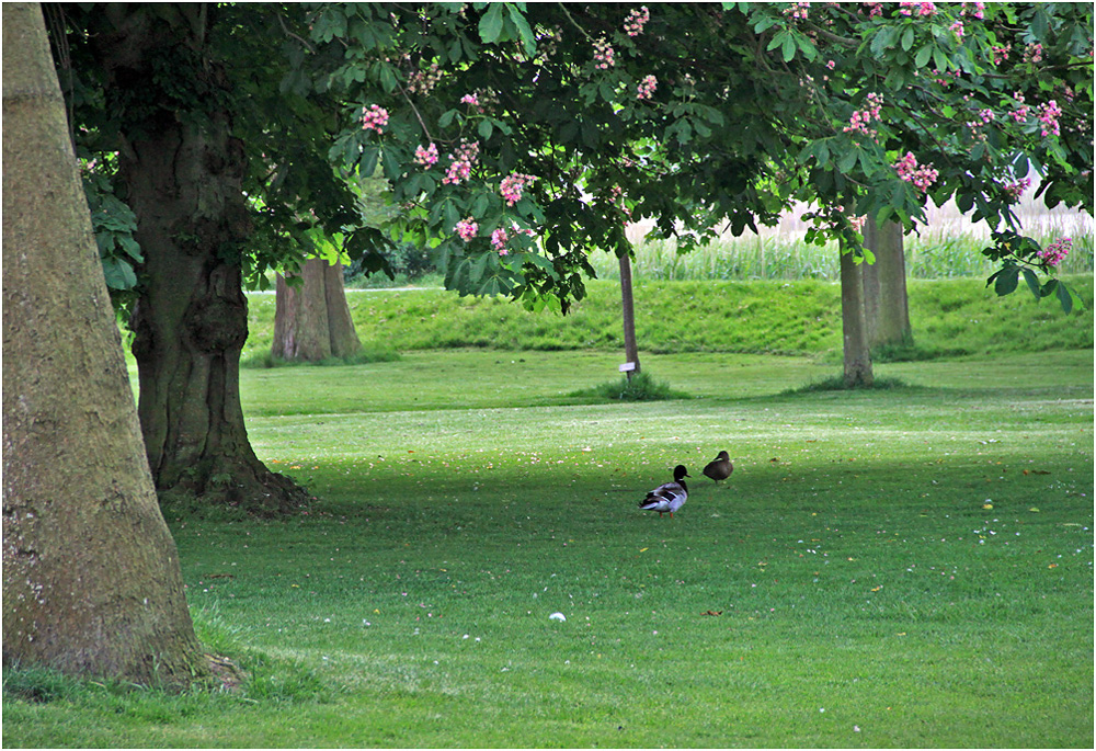 photo "***" tags: travel, summer, дерева