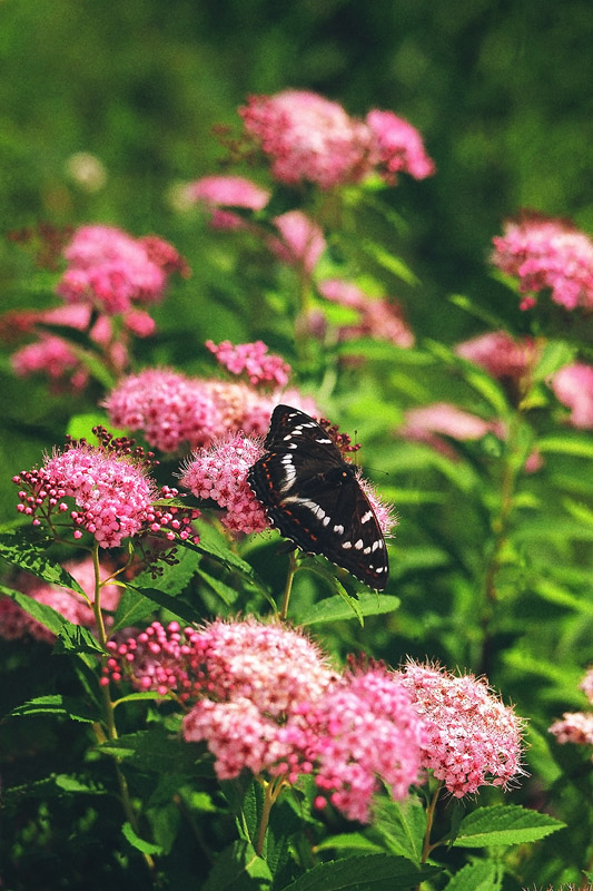 photo "***" tags: nature, flowers, insect, summer, Подмосковье