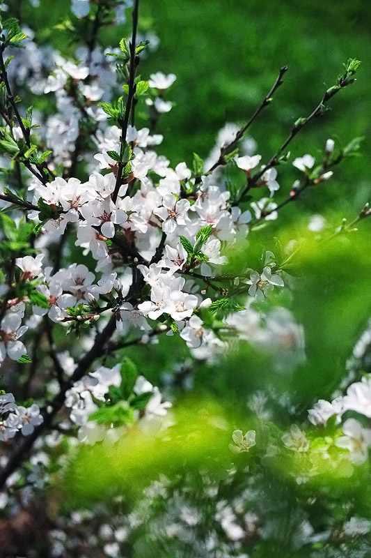 photo "***" tags: nature, flowers, summer, Подмосковье