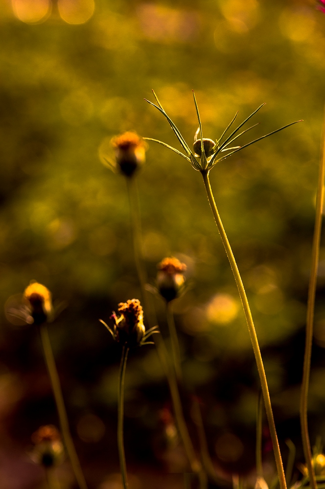 photo "***" tags: nature, flowers, forest, summer, sunset