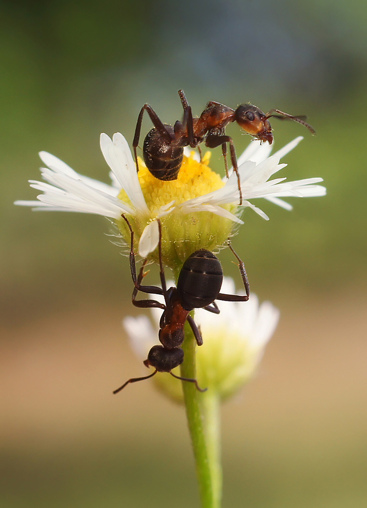 photo "***" tags: macro and close-up, nature, ant, insect, summer, макро