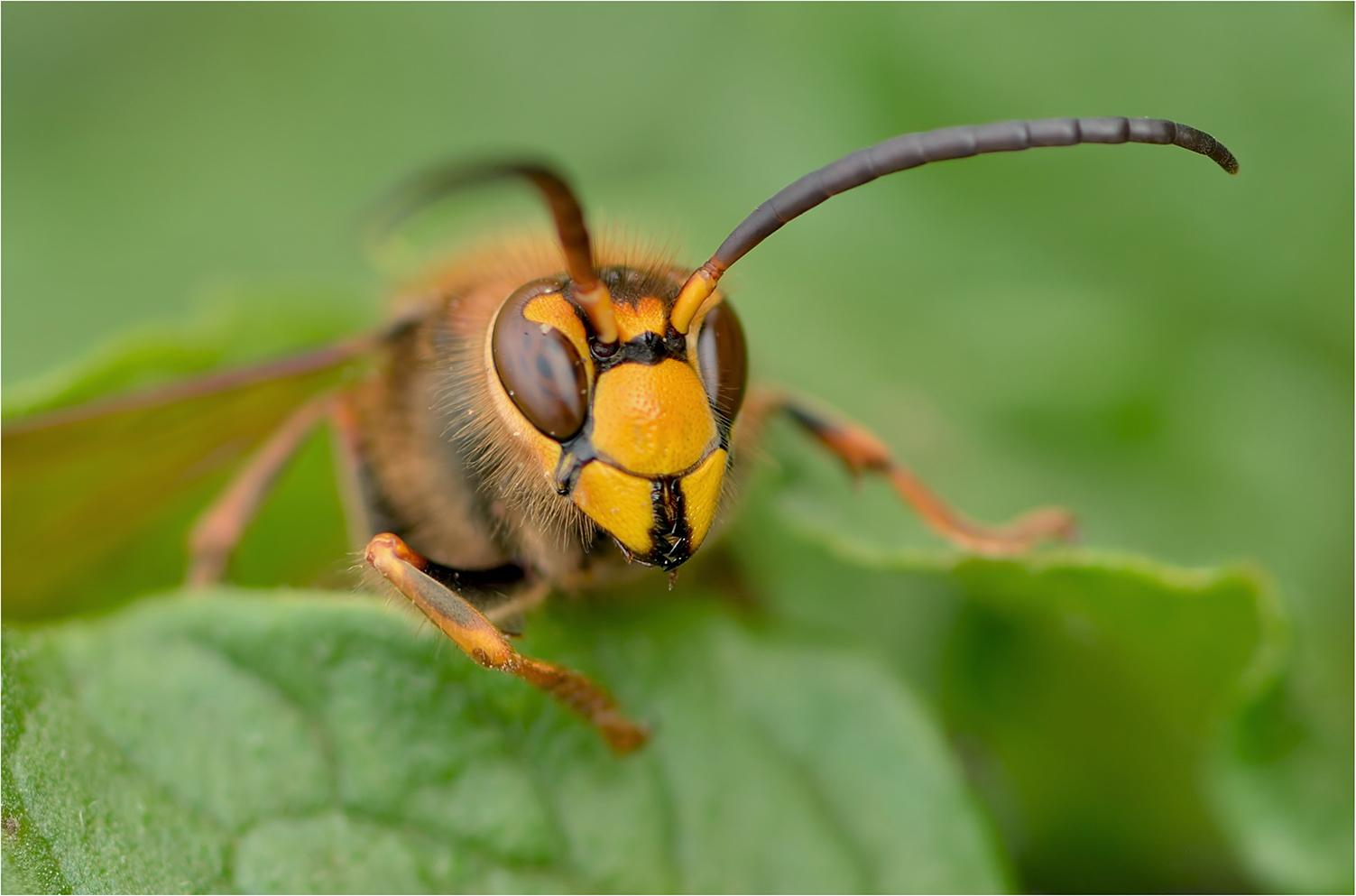 photo "***" tags: macro and close-up, insect