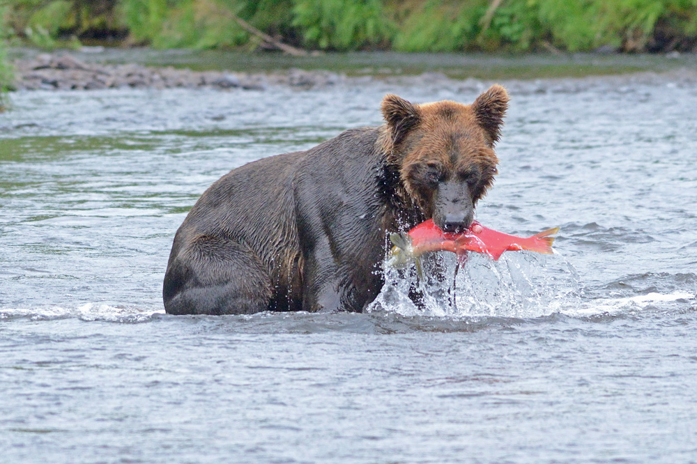 фото "Catch of the day" метки: природа, путешествия, 