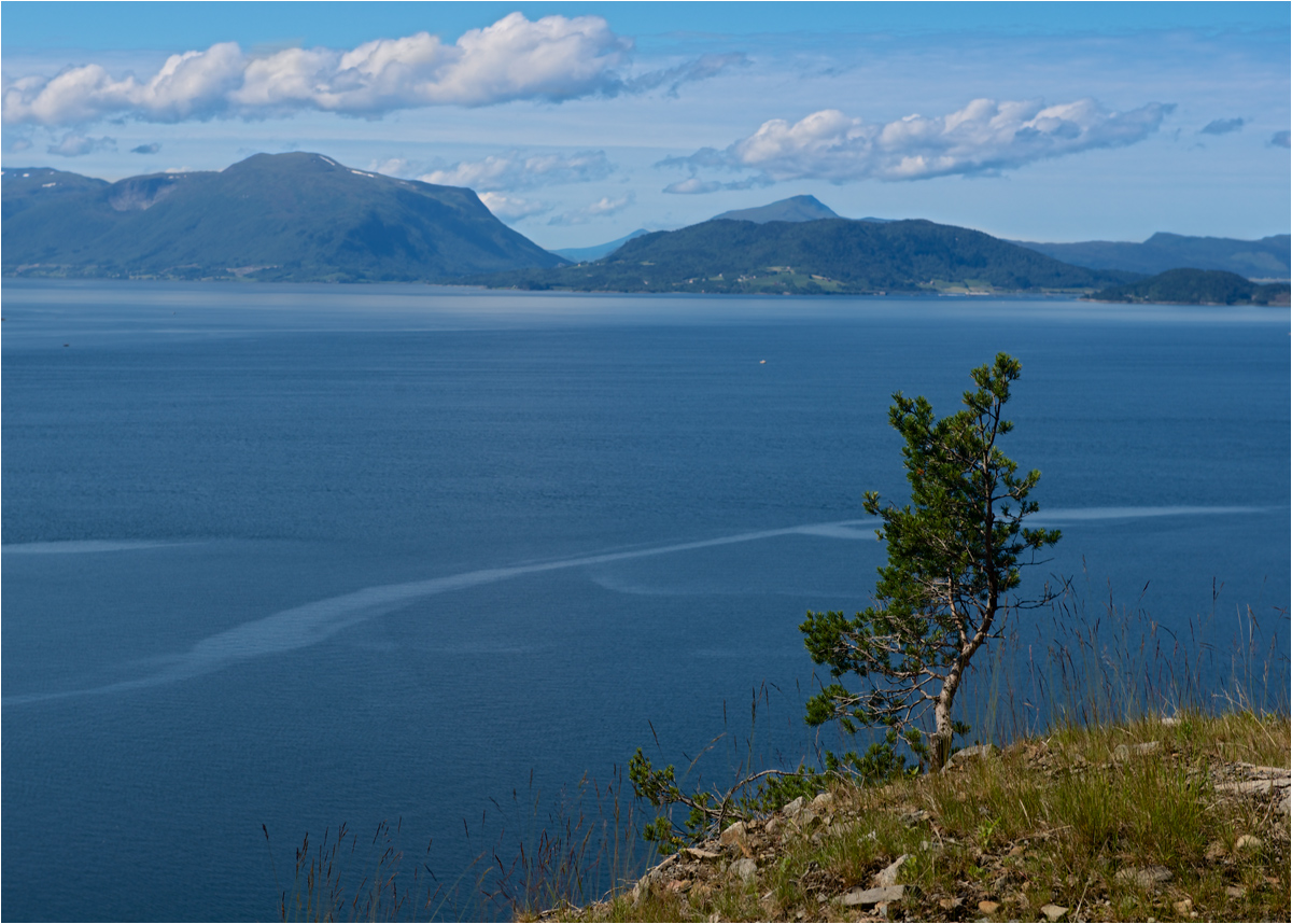 photo "Study in blue tones" tags: landscape, travel, сосна, фьорд