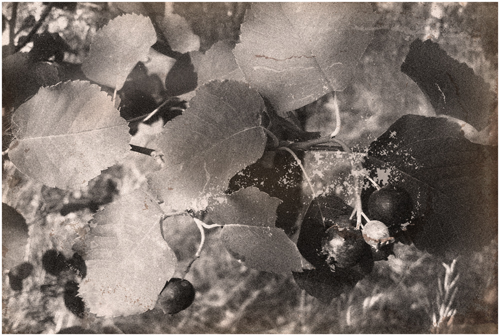 photo "***" tags: black&white, digital art, nature, autumn, мобилография, монохром