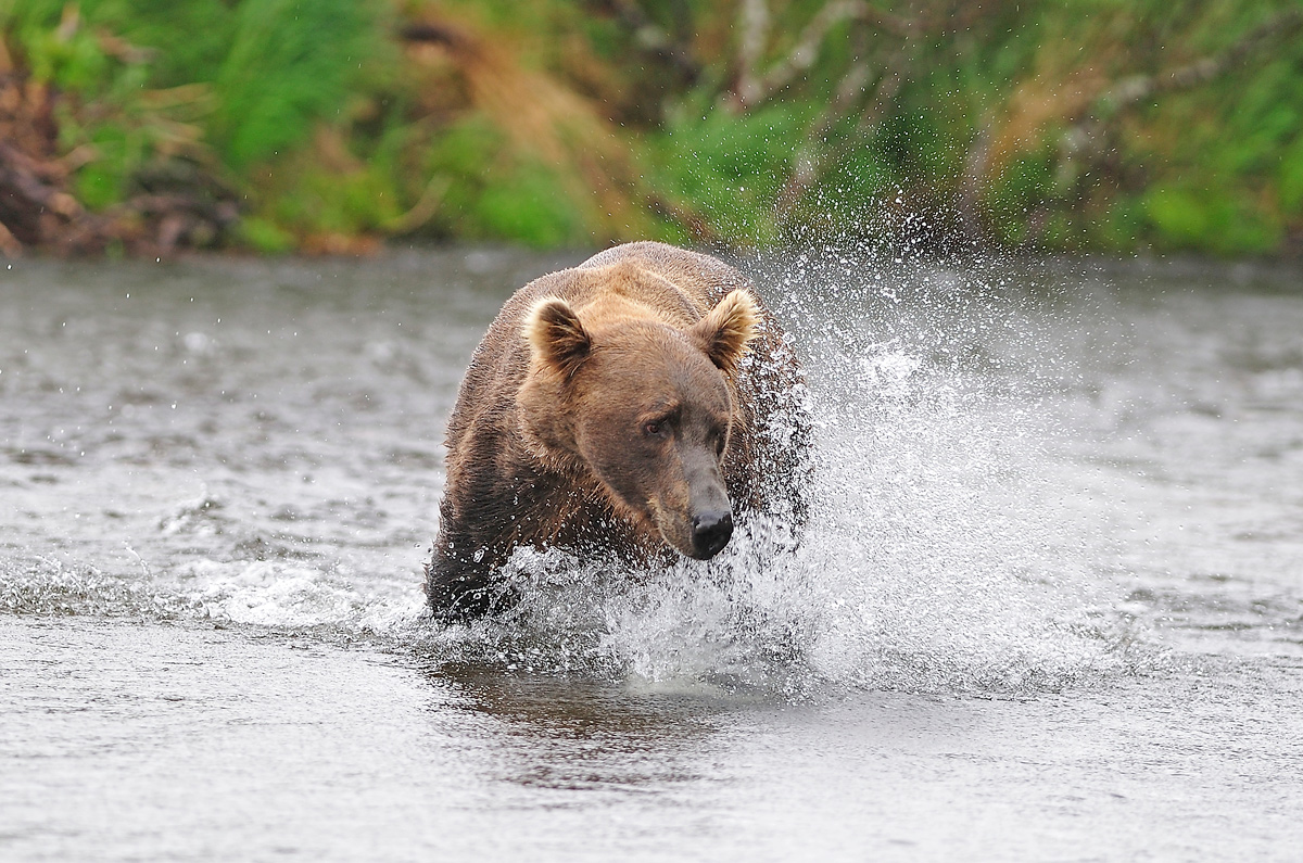 фото "Особенности медвежьей рыбалки" метки: природа, 
