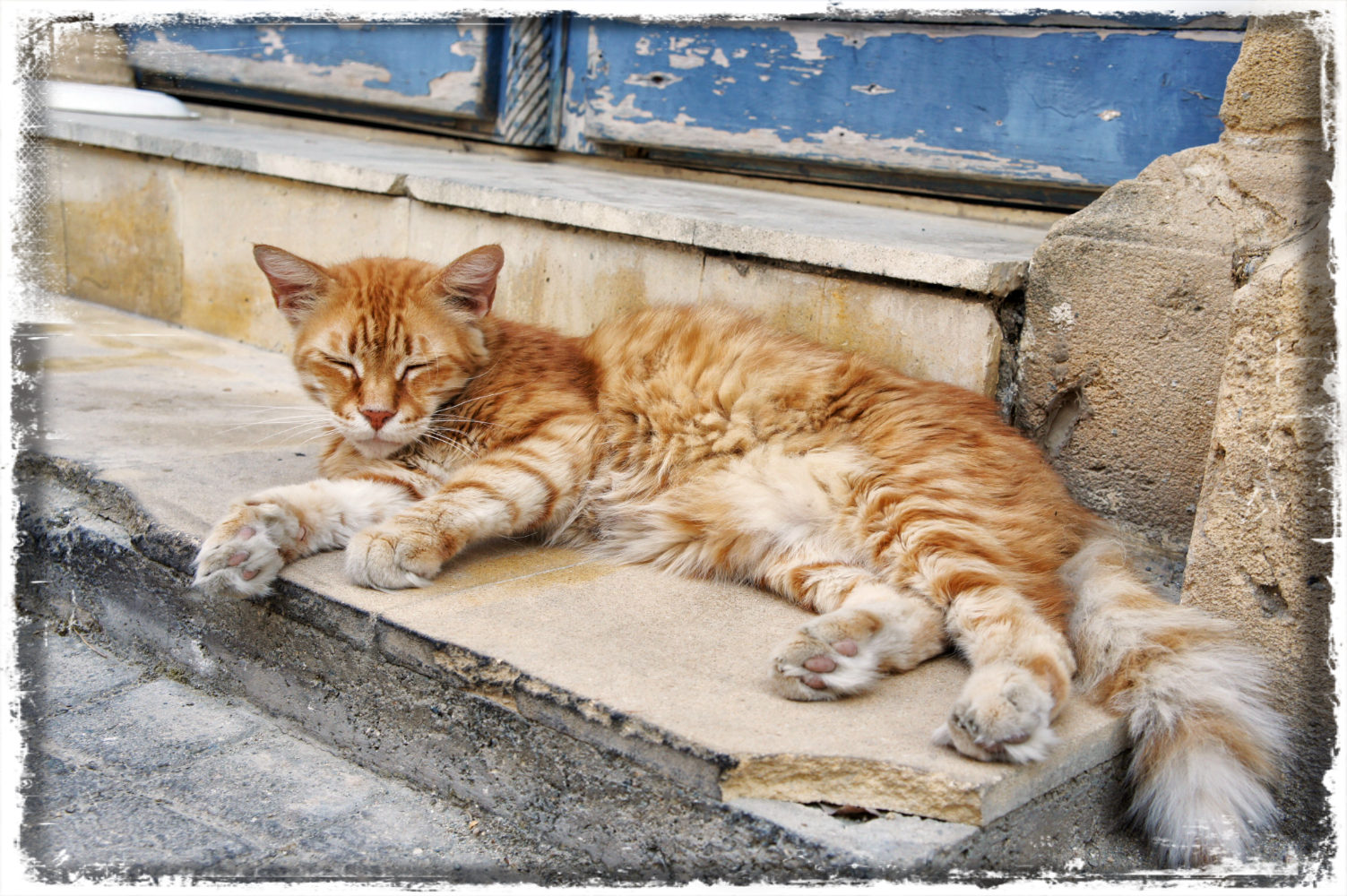 photo "***" tags: nature, pets/farm animals