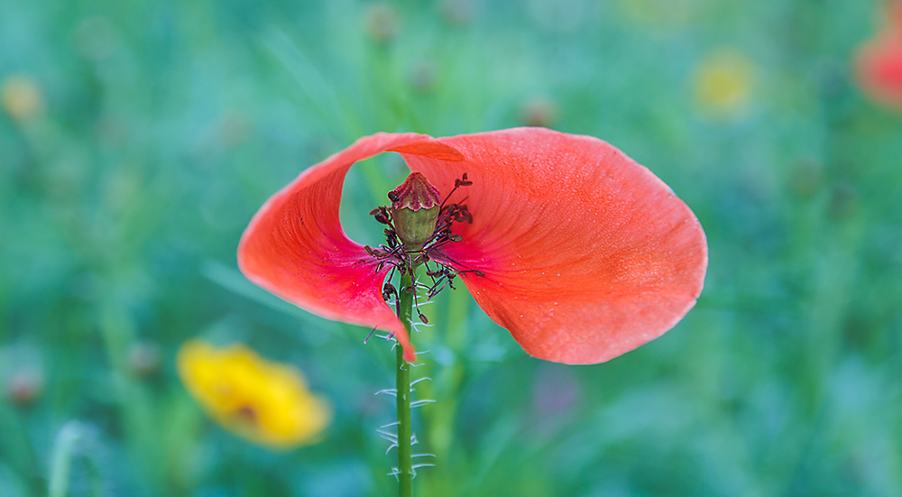 фото "***" метки: , 