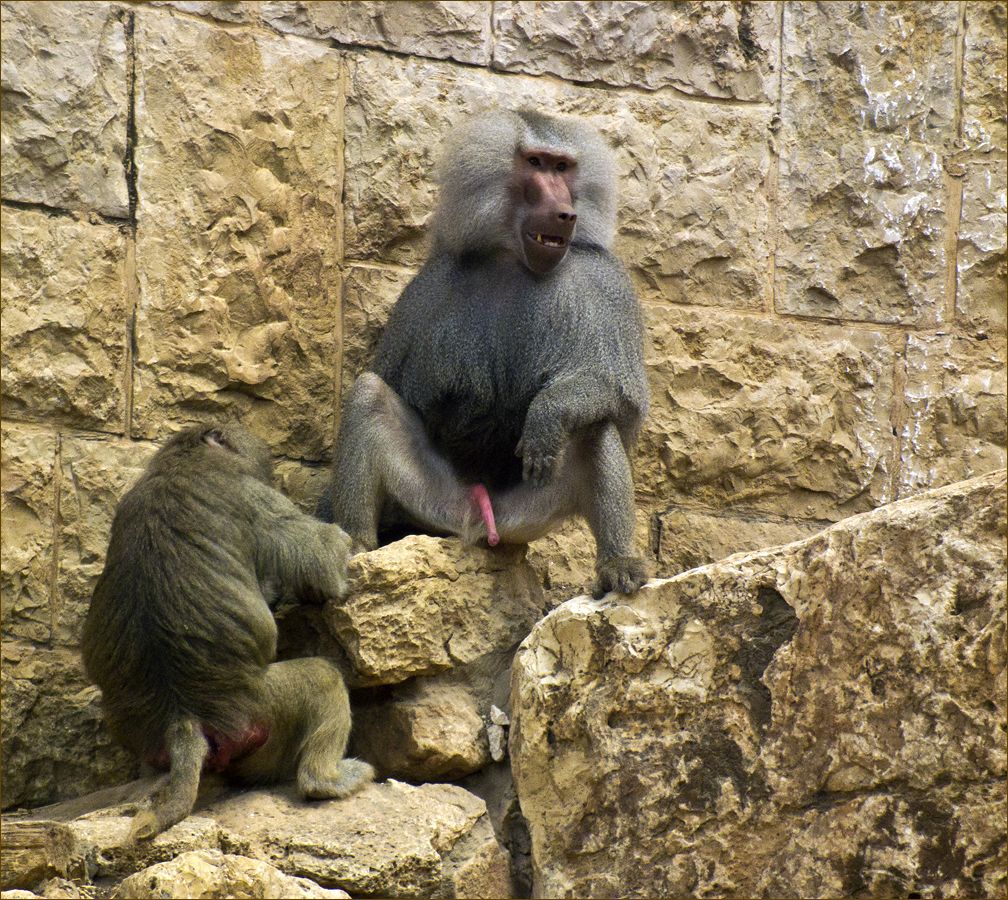 фото "Педикюр" метки: природа, жанр, monkeys, обезьяны