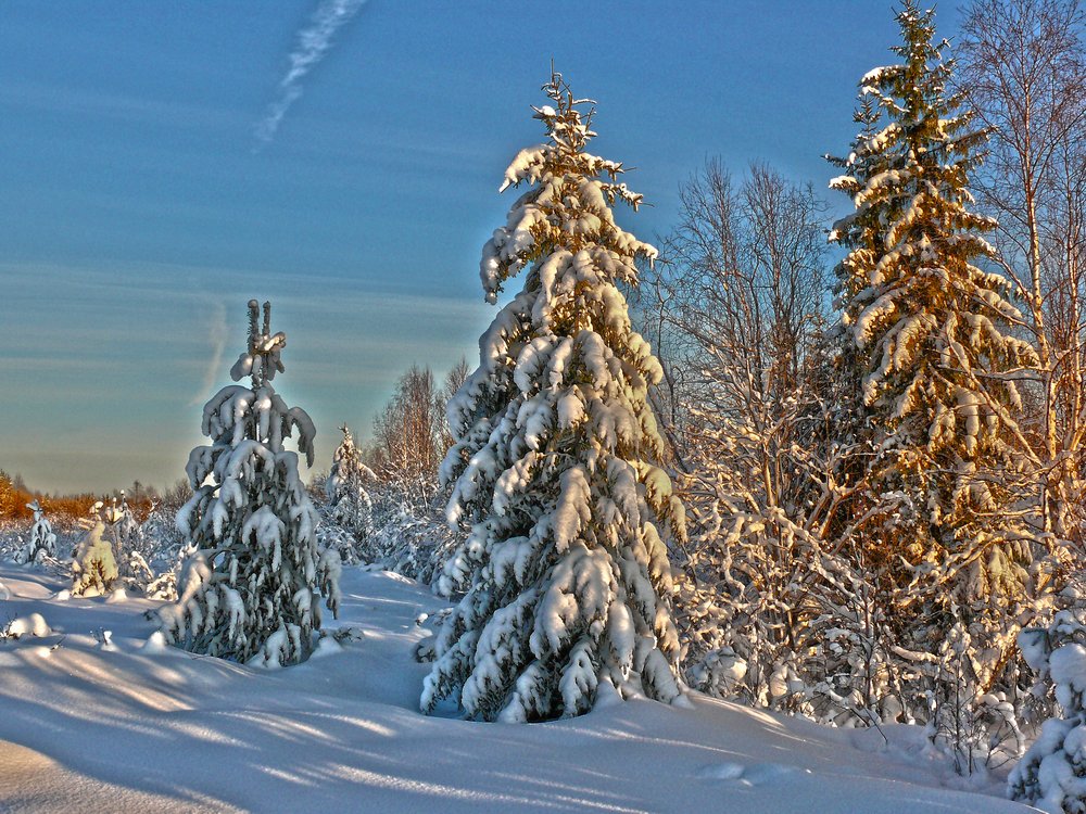 photo "***" tags: landscape, nature, travel, forest, winter