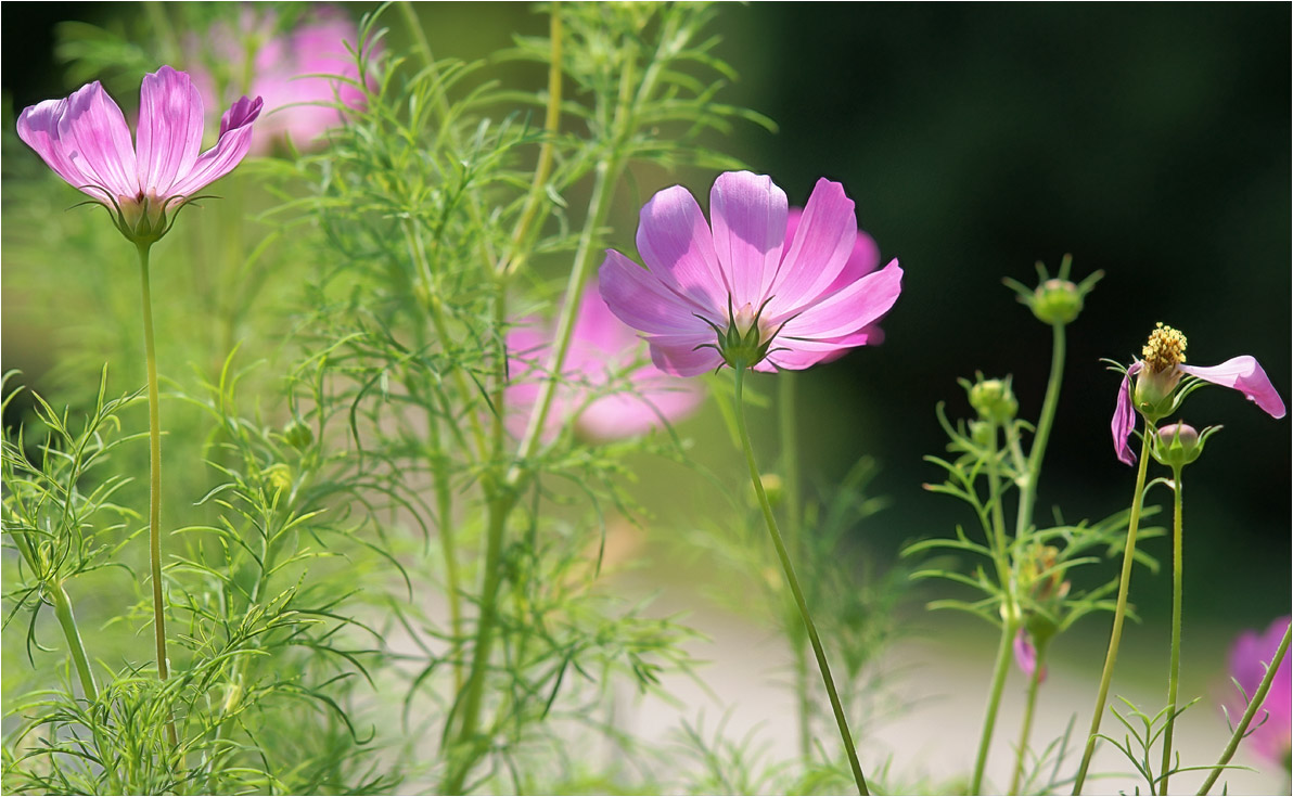 photo "***" tags: macro and close-up, nature, 