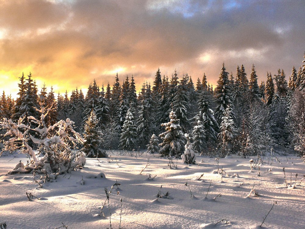 фото "зимнее утро" метки: пейзаж, природа, зима, лес, облака