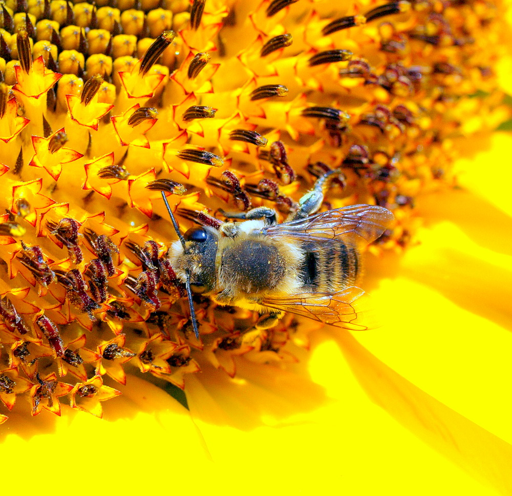 photo ""The Bee..."" tags: nature, macro and close-up, 