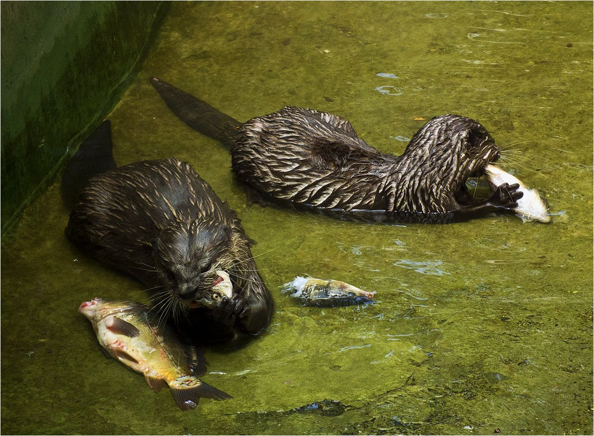 photo "Fish day" tags: nature, otters, выдры