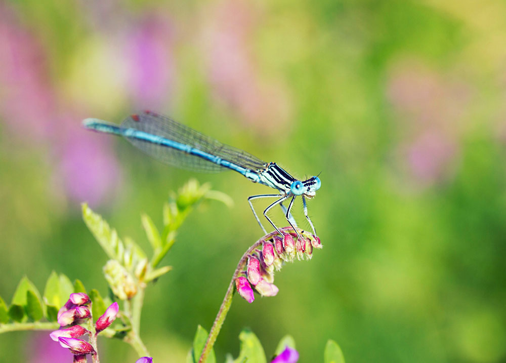 photo "***" tags: macro and close-up, 