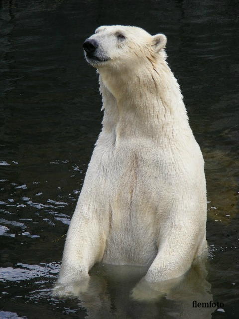 photo "Polar bear" tags: nature, North America