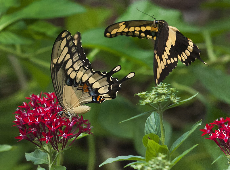 photo "Tiger Swallowtail Butterfly Courtship" tags: nature, North America, butterfly, courtship, insect