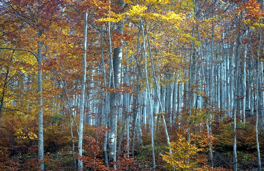 photo "***" tags: nature, landscape, color, forest, landscapes, wood