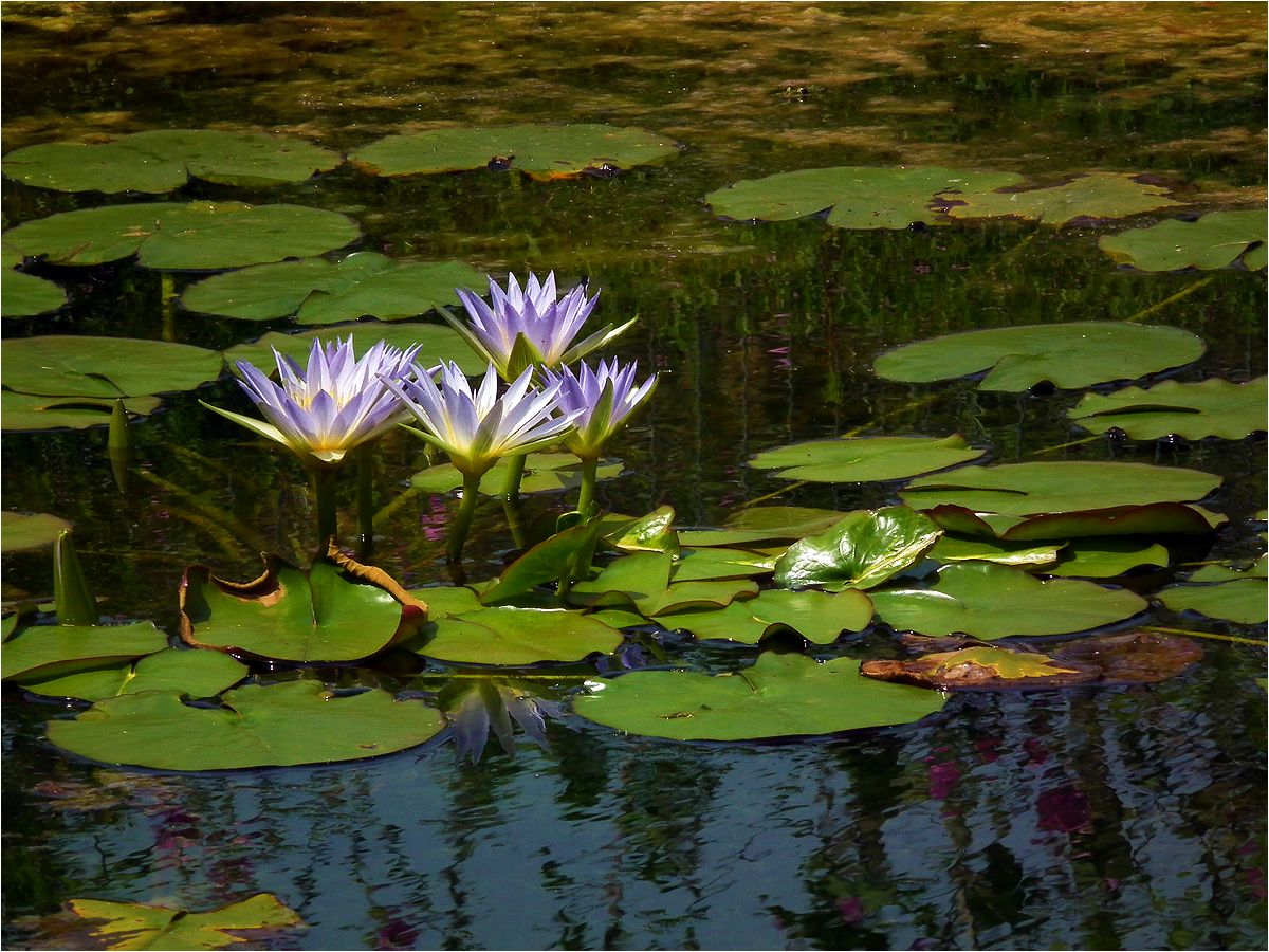 photo "In Tte little pond" tags: nature, 