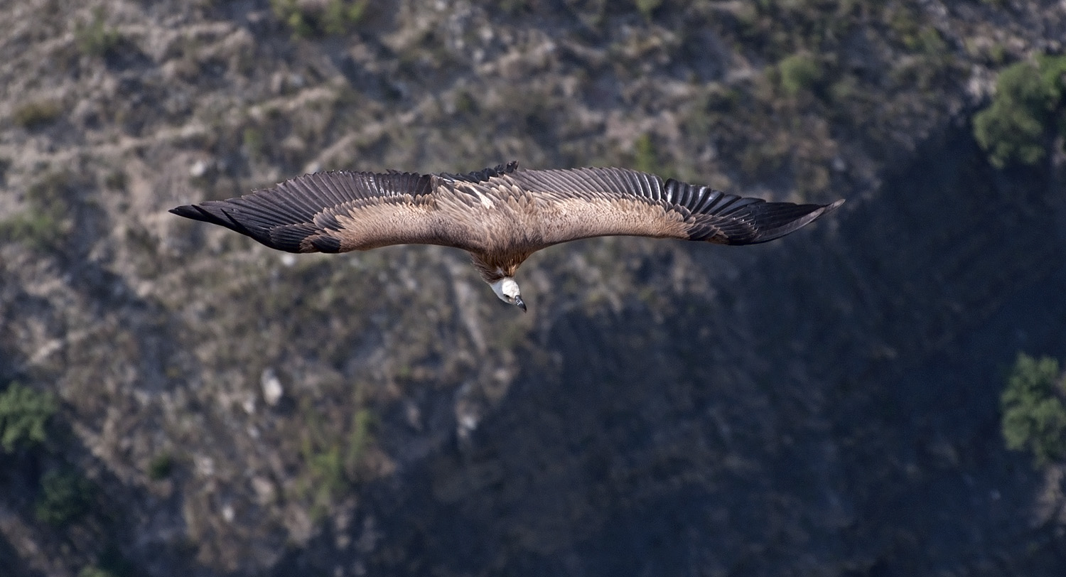 photo "***" tags: nature, flight, wild animals, wings, Сип, размах