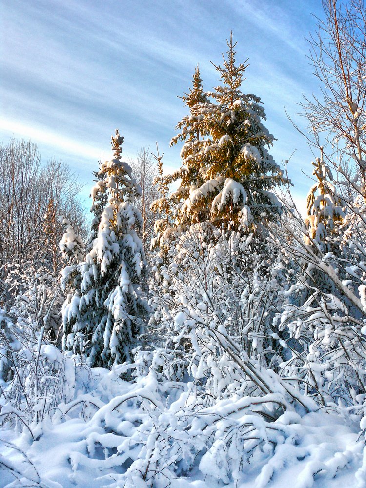 photo "***" tags: landscape, nature, forest, winter