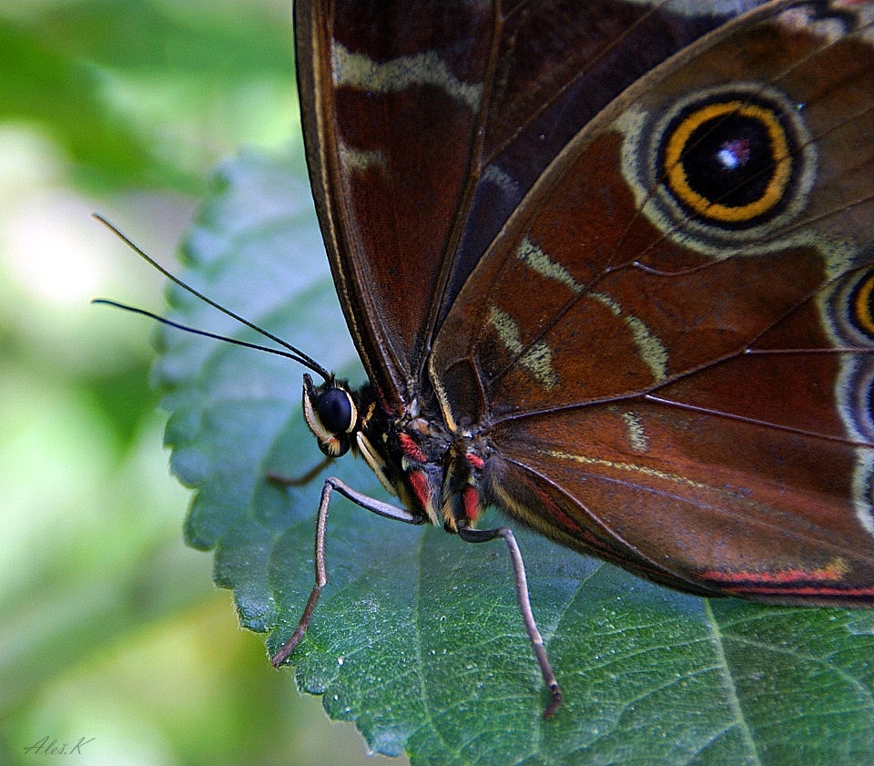 photo "***" tags: macro and close-up, nature, 