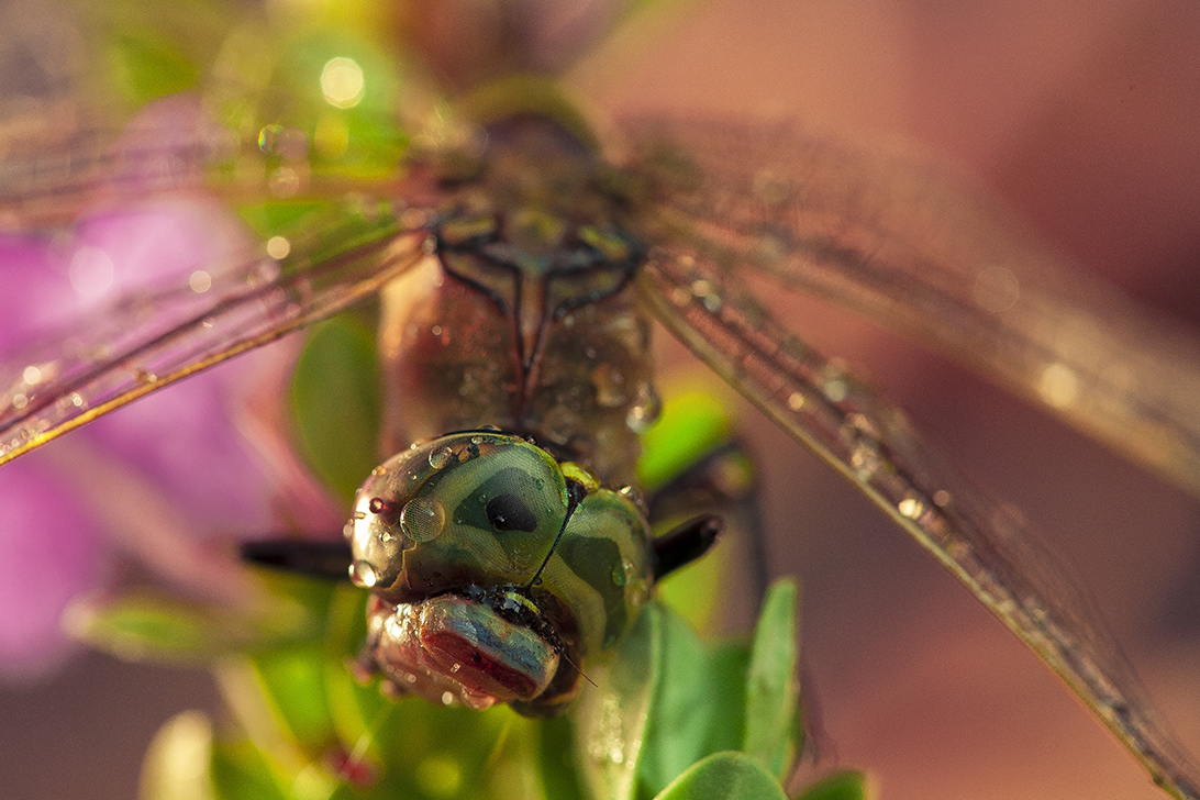 photo "***" tags: macro and close-up, 