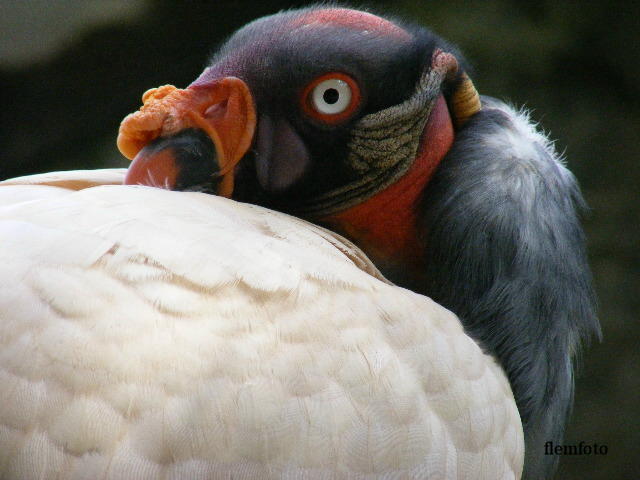 photo "Big bird" tags: nature, Europe