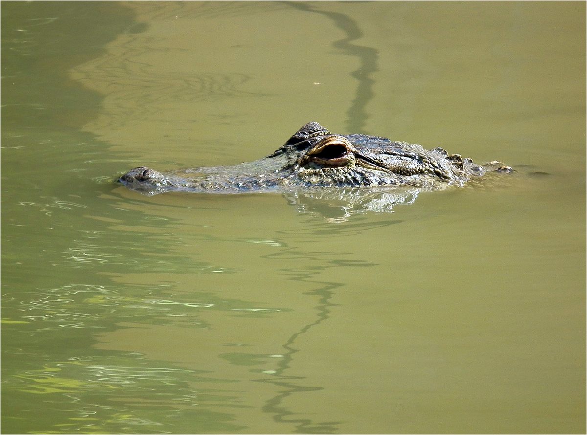 photo "Periscope" tags: nature, crocodile, крокодил