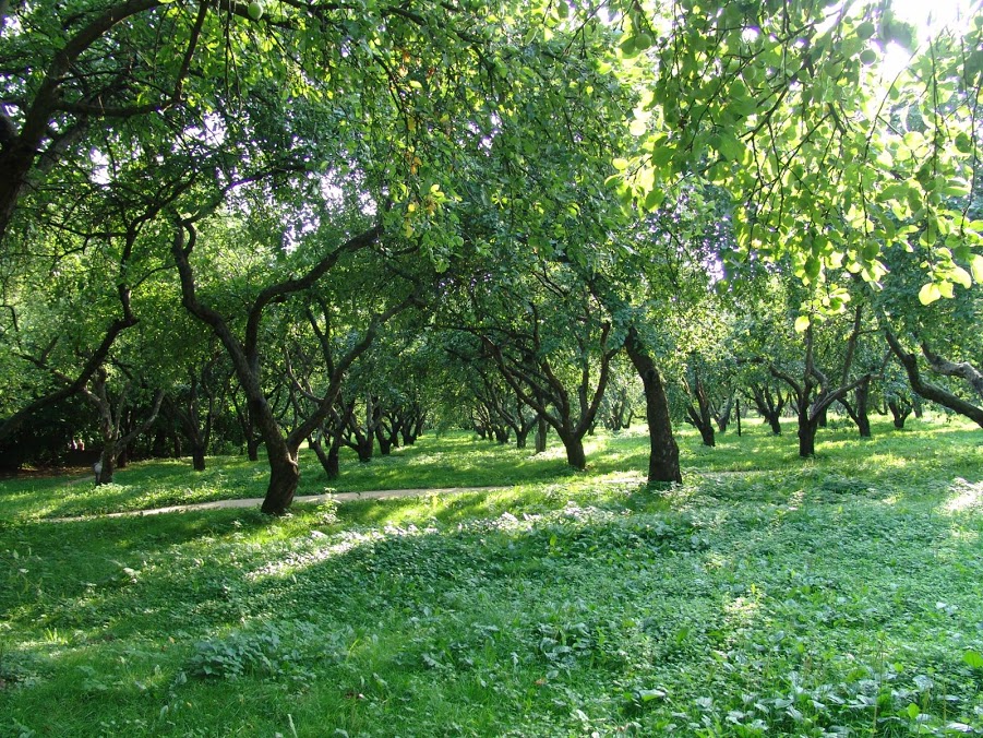 photo "apple garden" tags: landscape, nature, park, summer, sun, отдых, сад, яблоня