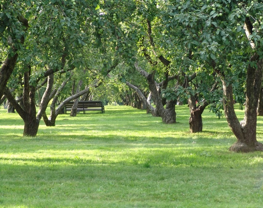 photo "bench of dreams" tags: landscape, nature, park, summer, мечты, отдых, сад, скамья, тишина, яблоня