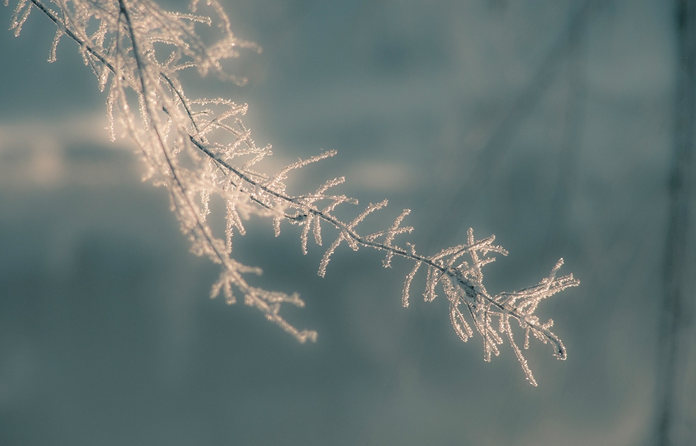 фото "Нежность" метки: макро и крупный план, природа, Нижний Тагил, зима