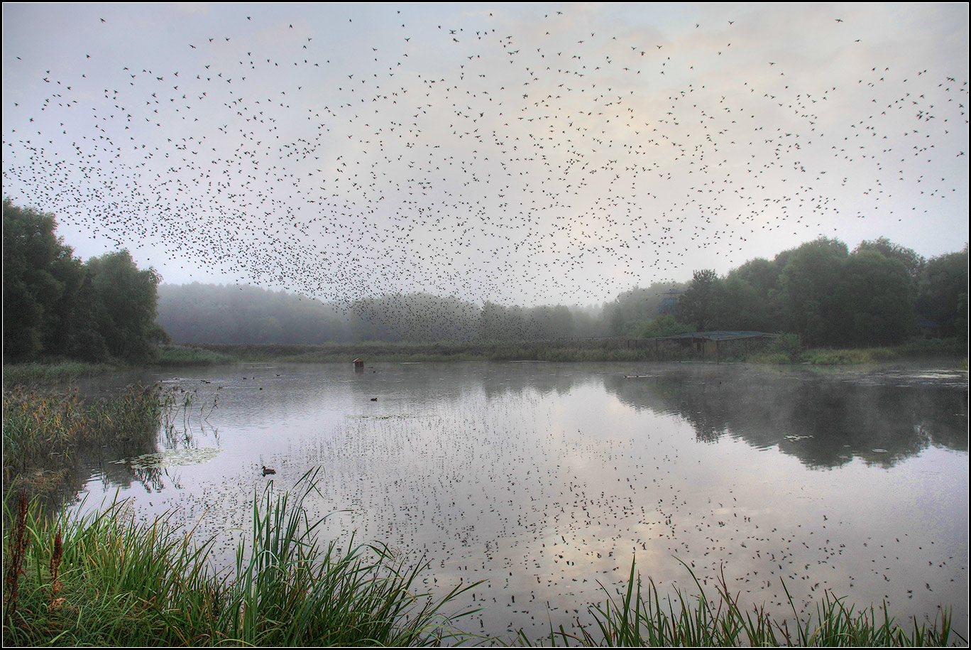 photo "birds" tags: landscape, nature, 
