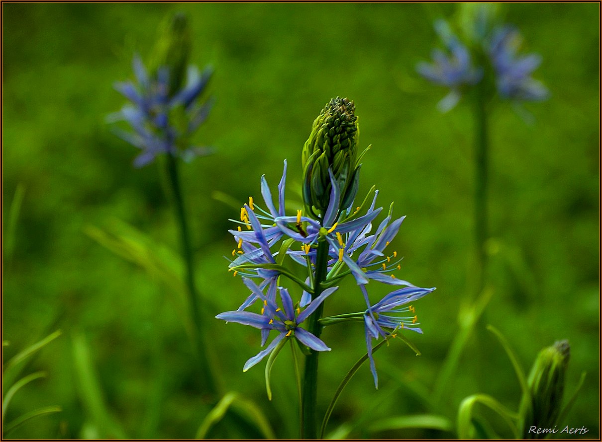 photo "***" tags: macro and close-up, nature, flowers, summer